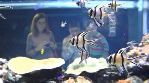 Красивая аквариумная рыбка из Индонезии, Тюлевый апогон, Pterapogon kauderni, океанариум спб