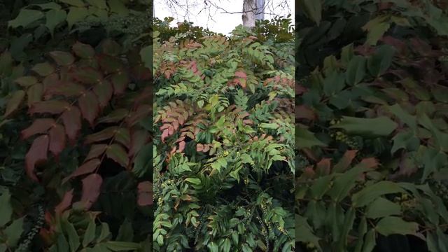 Mahonia (Mahonia aquifolium) - shrub - December 2017