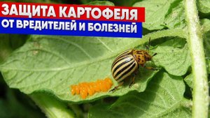 Защита картофеля от вредителей и болезней