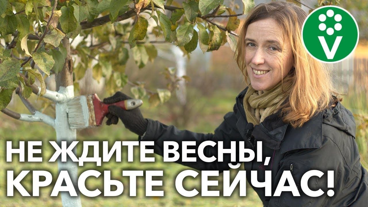 ОСЕННЯЯ ПОКРАСКА ПЛОДОВЫХ ДЕРЕВЬЕВ защитит и оздоровит ваш САД!