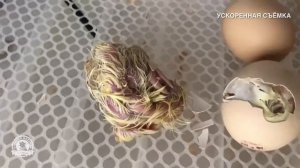 Рождение  цыплёнка