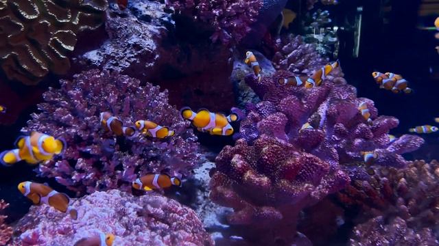 Поездка в Бангкок. Небоскреб MahaNakhon. Аквариум. Парк миниатюр Ancient city. смотреть онлайн