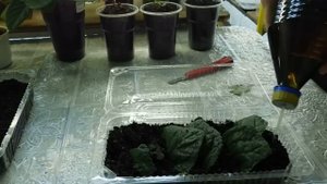 ?Глоксиния, фрагменты листа дали детки, как рассадить ?how to grow gloxinia
