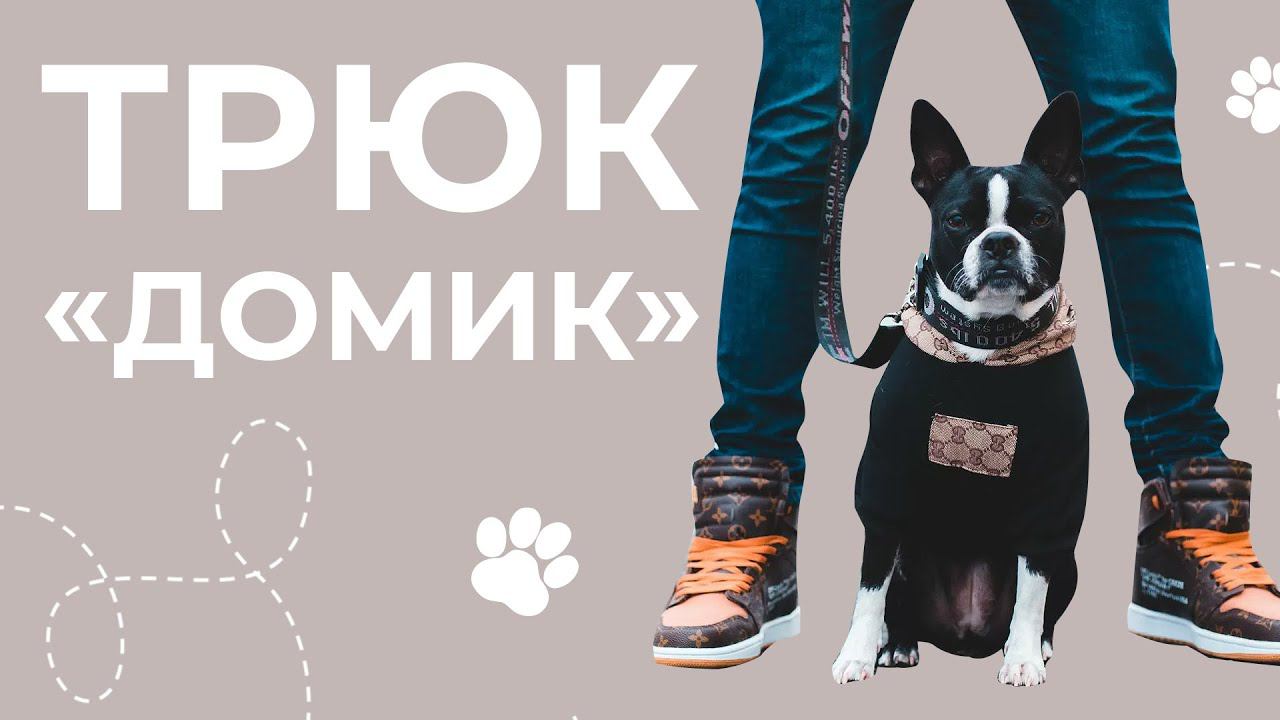 Зачем нужны трюки? Как научить собаку трюкам? Трюк домик. Дрессировка собак в домашних условиях смотреть онлайн