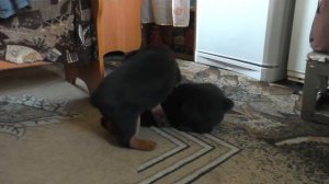 VLOG: КУПИЛ СОБАКУ. Ротвейлер