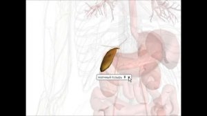 Анатомия Человека    Где и Что Находится!