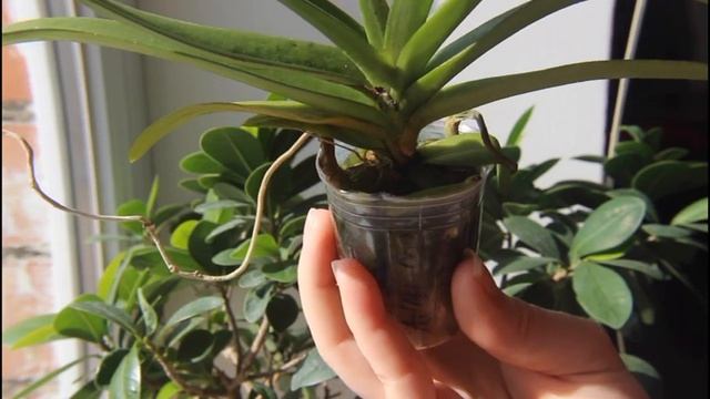 Rhynchorides Bangkok Sunset пришла во мхе, что делать? смотреть онлайн