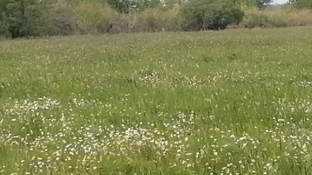 весна в Сладково смотреть онлайн