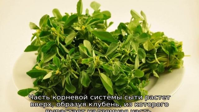 Ореховая трава: описание, свойства и применение смотреть онлайн