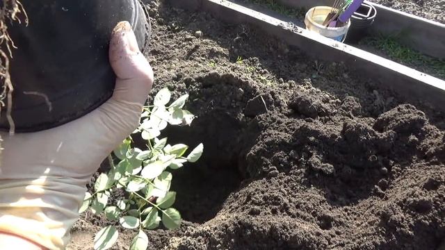 Осенняя посадка розы в от гр . смотреть онлайн