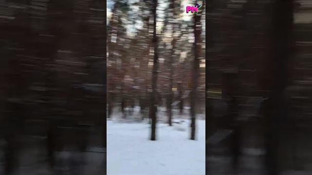 БИГФУТ СНЕЖНОГО ЧЕЛОВЕКА НАПАЛ В ЛЕСУ#bigfoot#tiktok#likee#лес#сосновый#бор#харьков#polinkamalinkat