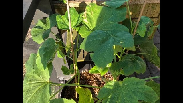 Fall / Winter Vegetable Garden Tour: Broccoli, Cabbage, Collard, Green Beans, Mustards, Swiss Chard смотреть онлайн