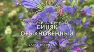 Синяк обыкновенный. Алефиров А.Н.