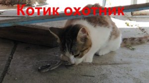 Котик и змея .