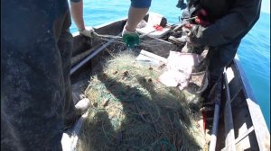 Морская Лиса Скат Камбала рыбалка на сеть