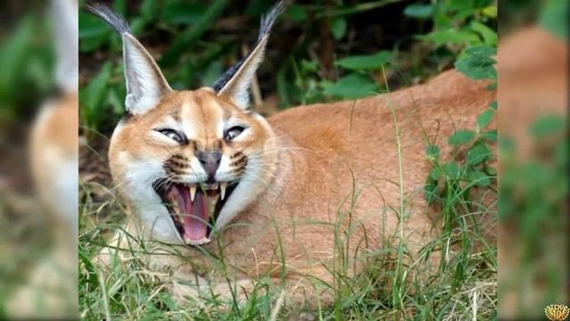 5 САМЫХ АГРЕССИВНЫХ КОШЕК И ИХ ЦЕНА смотреть онлайн