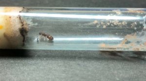 Обзор муравьёв Crematogaster vagula. #МуравьиЯрославль