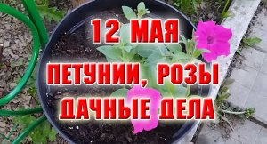 12 мая. Петунии, розы. Дачные дела