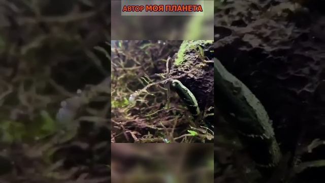 Герпетон, или щупальценосная змея #смотреть #видео #как #выглядит #факты #про #факт  #почему #зачем