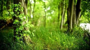 Музыка. Медитация. Шаманский Бубен. От невроза к спокойствию. _ Meditation. Shamanic Tambourine.