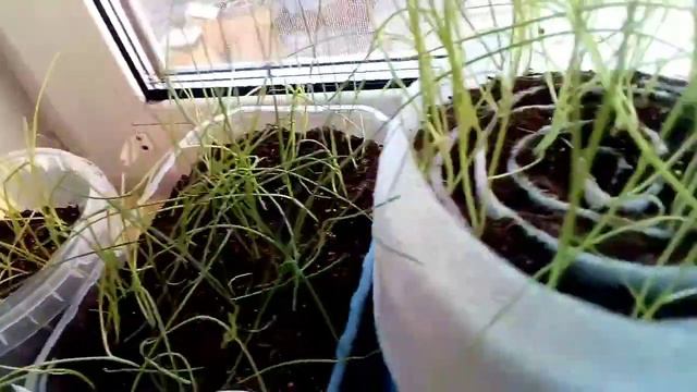 Обзор рассады 21.03.2021г. смотреть онлайн