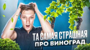 Страшная задача про виноград. ОГЭ, проценты