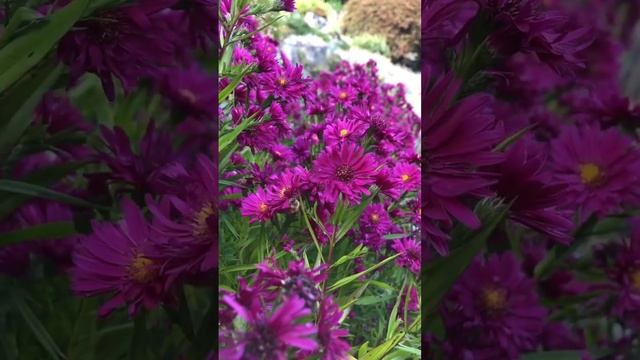 Aster novi-belgii ‘Royal Ruby’