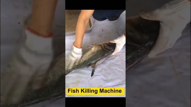 Fast and convenient  fish descaling and killing machine from Eruis