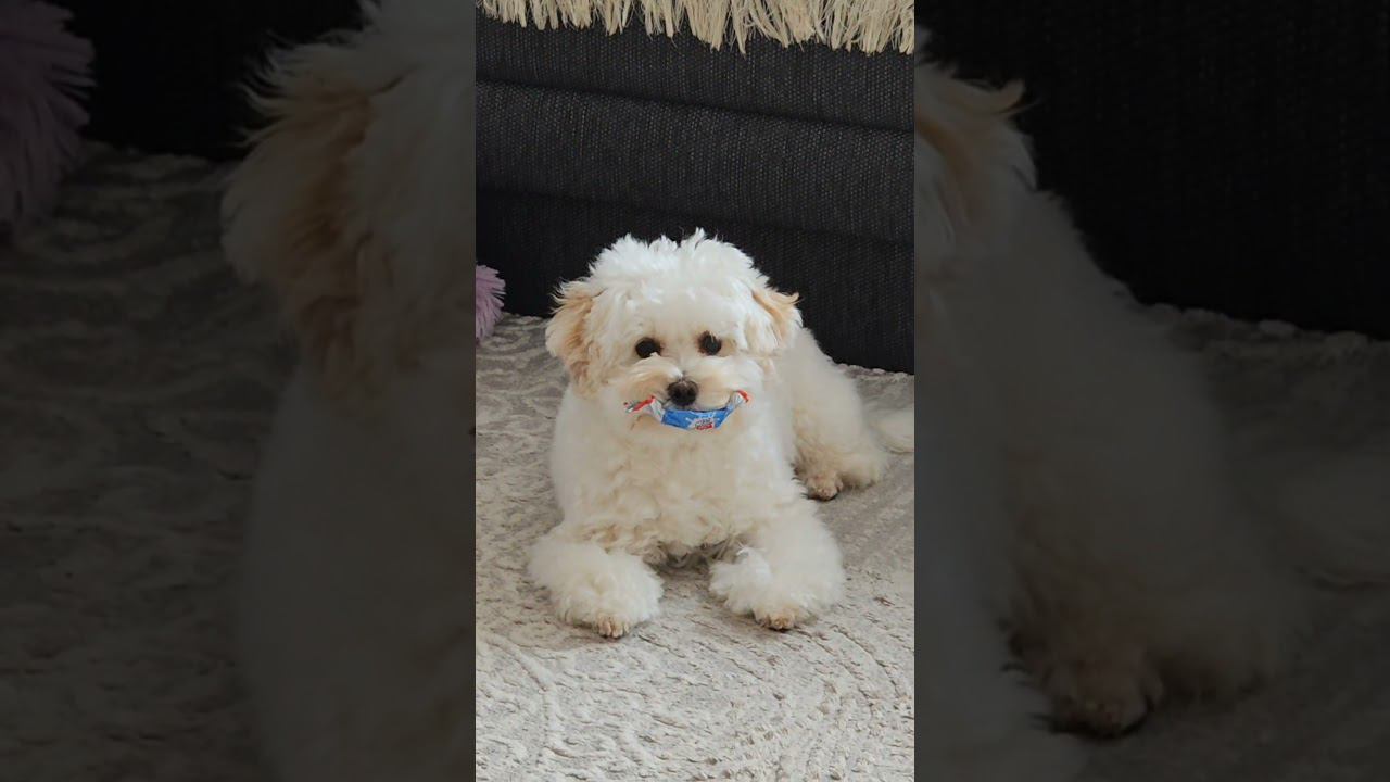 #maltipoo #puppy #dog #cute #babydog #собака #мальтипу #pets #toypoodle #puppydog