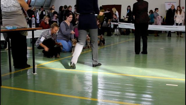 Выставка собак в Пензе 10.03.12 Йоркширский терьер