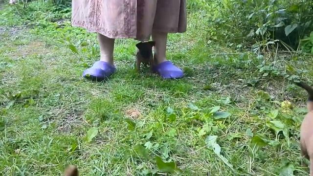 Помет малый брабансон от Валиде от Невского Хоббит смотреть онлайн