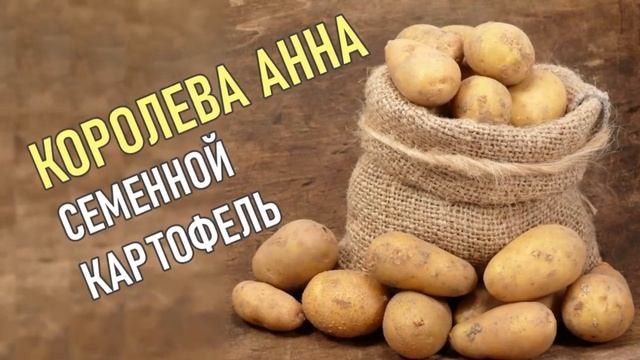 Семенной Картофель Королева Анна Описание Сорта