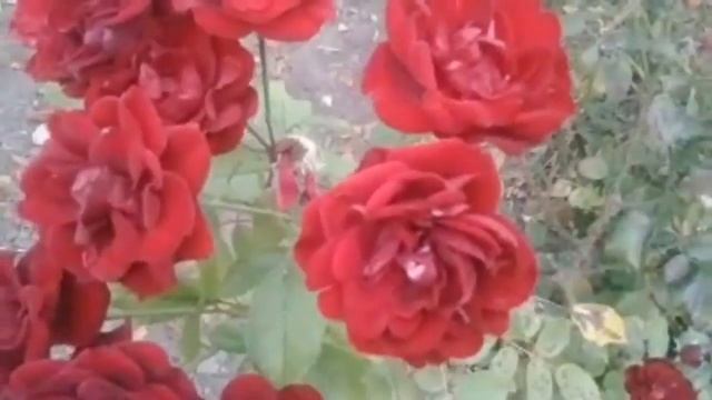 Вечер Добрый Дарю Вам Розы смотреть онлайн