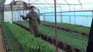 Выгонка тюльпанов. Теплицы наших клиентов 9