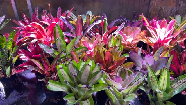 Dứa màu nam mỹ tại hà nội 0944908880 смотреть онлайн