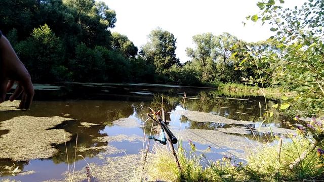 Ловлю карася на болонское удилище ДоЮй Jintai Competitor master смотреть онлайн