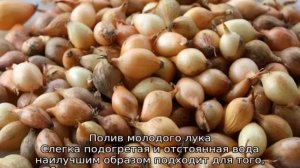 Как часто поливать лук севок после посадки
