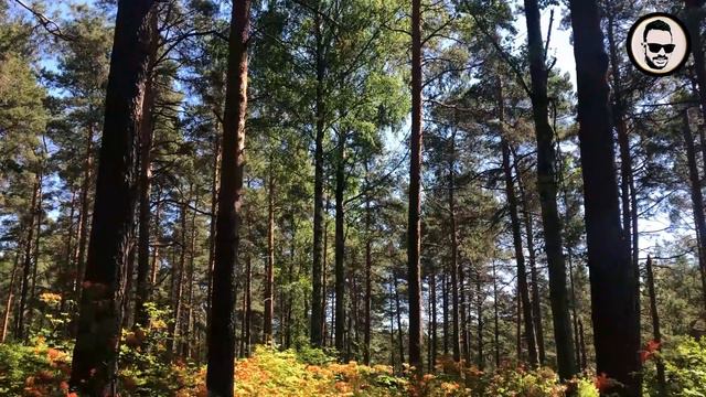 ෆින්ලන්තයේ (ර්)හොඩොඩෙන්ඩ්රෝන් උද්යානය | Rhododendron Park in Helsinki Finland | Alppiruusupuisto смотреть онлайн