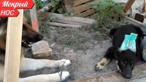 КОМАНДА ГОЛОС -обучение овчарки. Заставим гавкать НЕМОГО!)