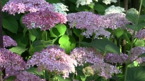 Футаж гортензия 11