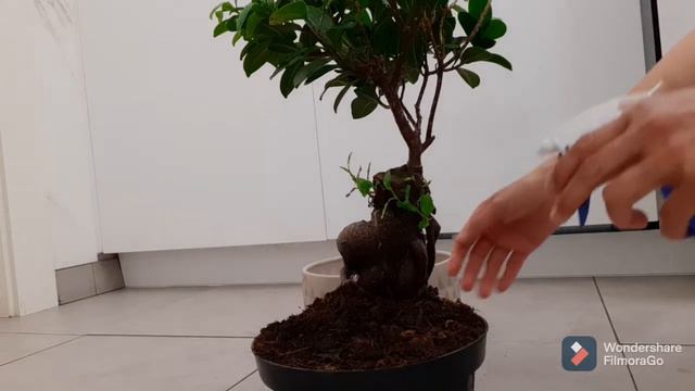 THE BEST GIFT PLANT | HOW TO TAKE GOOD CARE BONSAI PLANT | rely relyliz смотреть онлайн