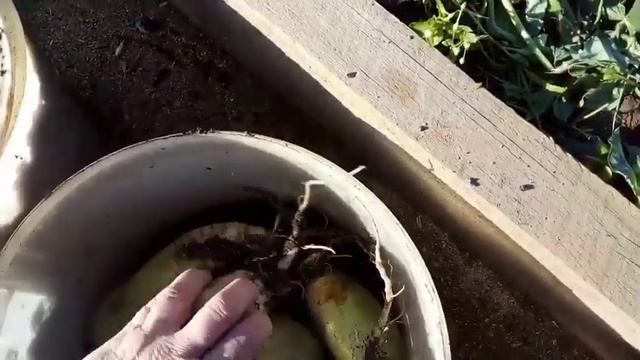 Уборка дайкона, редьки. хранение..посадка чеснока..26.09.22г смотреть онлайн