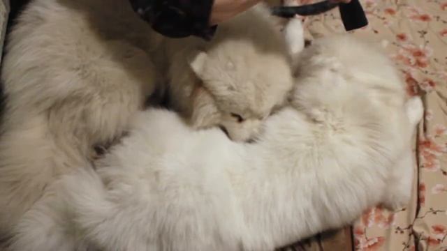 Как быстро высушить собаку после купания? Собачья дружба смотреть онлайн