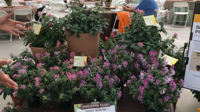 Variedades sugeridas para Calor Syngenta Guaqueta Trading