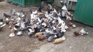 Николаевские голуби Харасахал Павел Николаевича