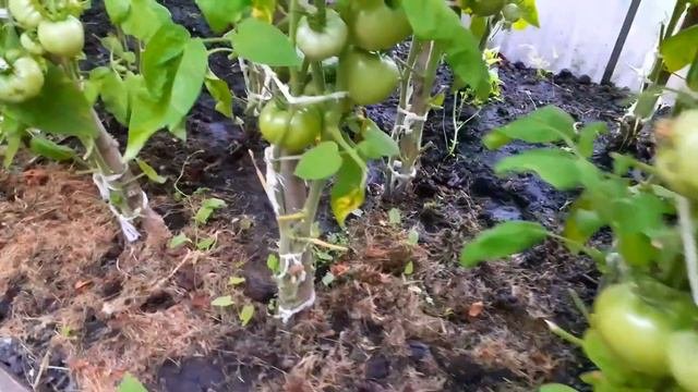 Приглашаю в Гости на свою Дачу 24 июня #моядача