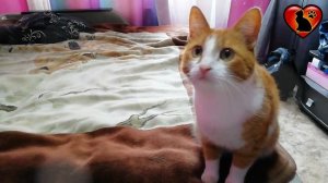 Как Приучить Котенка к Имени?!