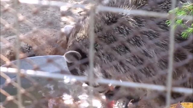 енот полоскун в домашних смотреть онлайн