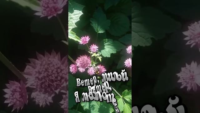 Душевная песня.
