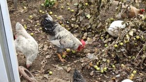 Цыплятам 4,5 месяца.Они стали взрослыми!